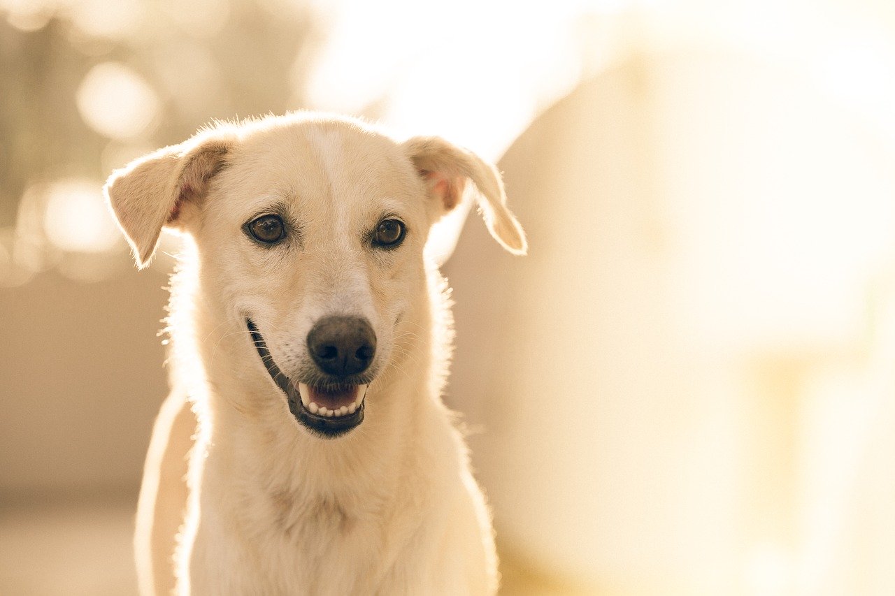 adorable, dog, pet