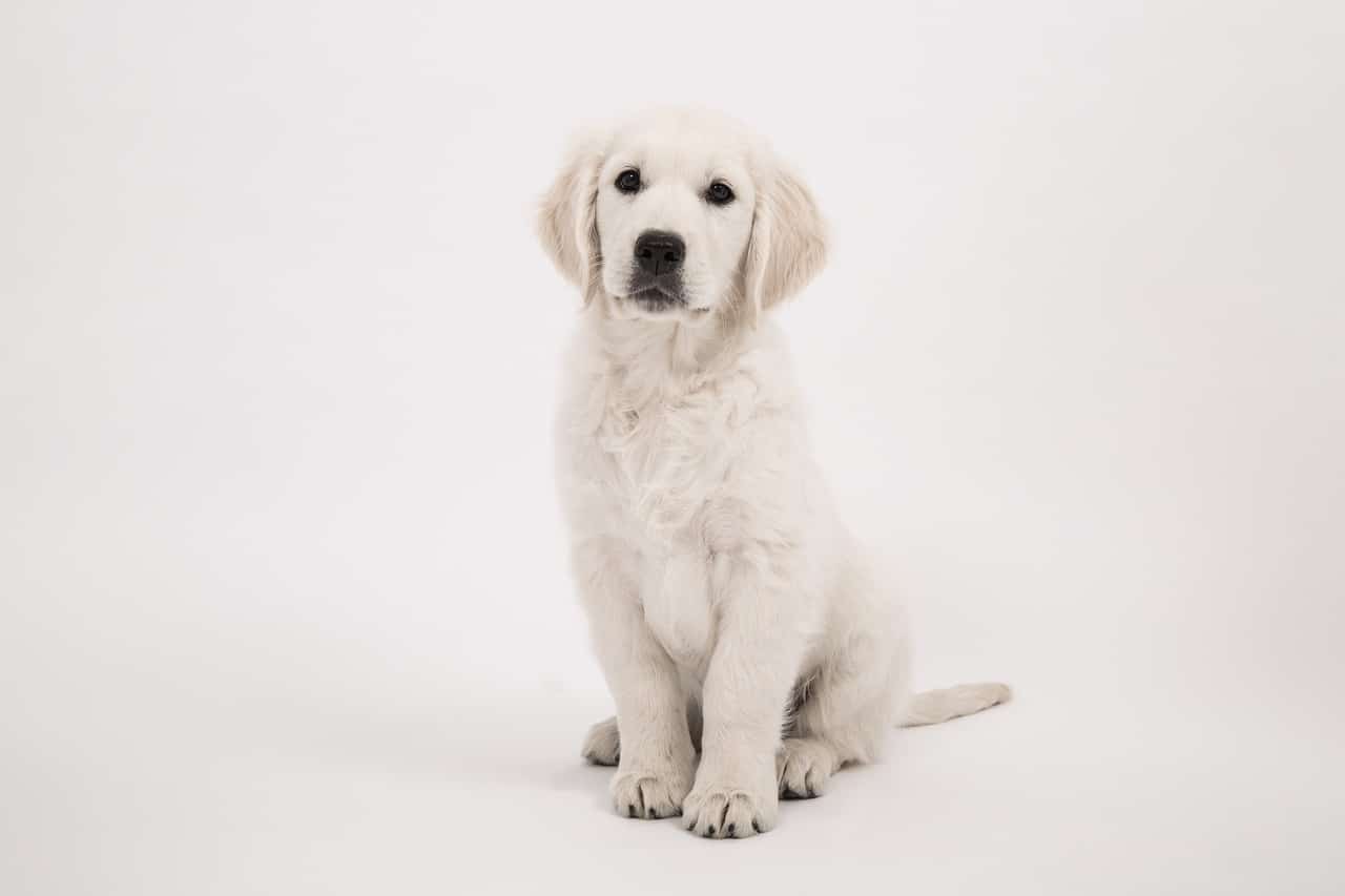 dog, golden retriever, puppy