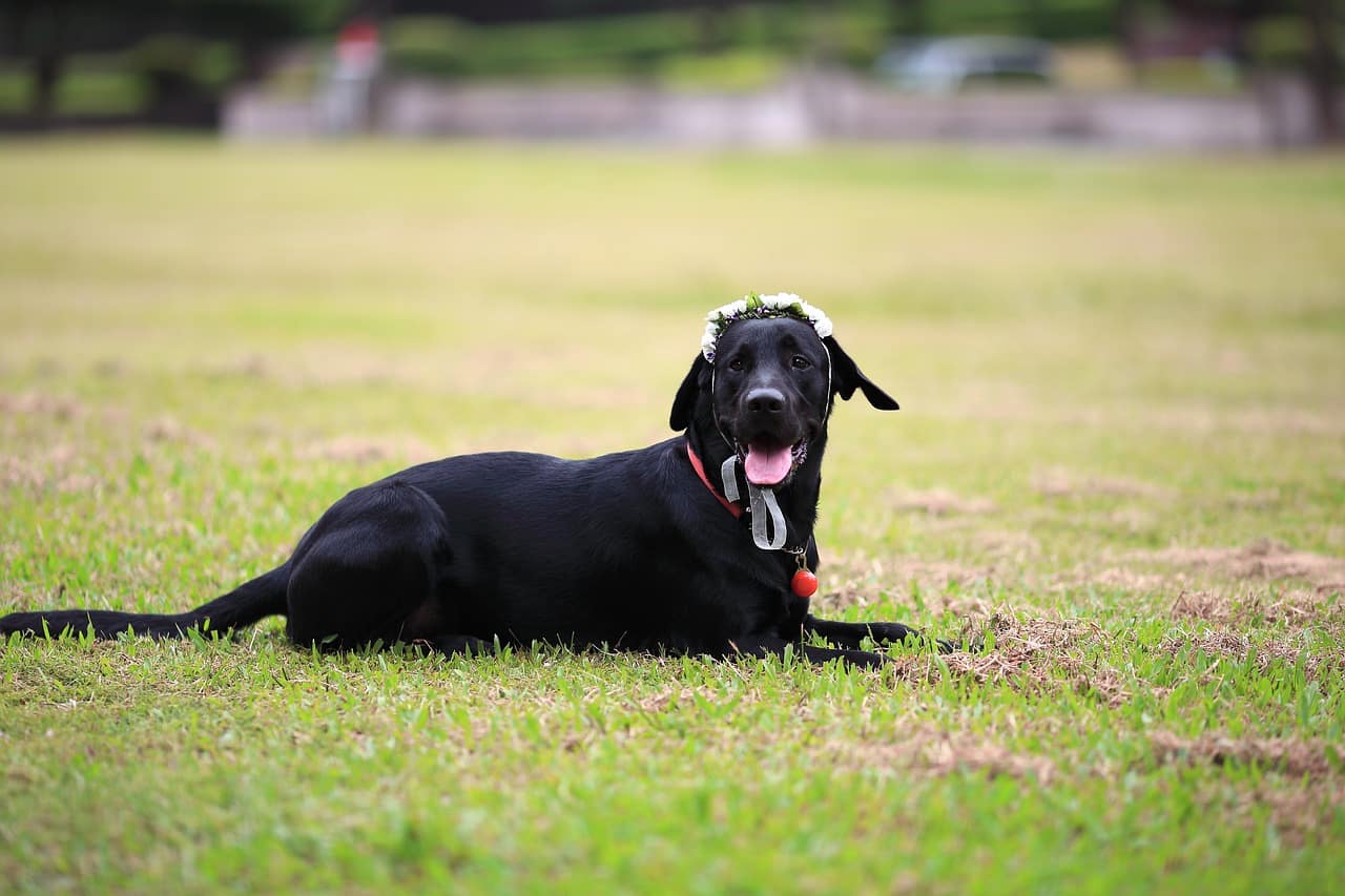 the black dog, labrador, lawn